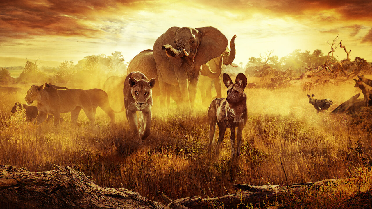 残された楽園 オカバンゴ デルタを生きる Netflix ネ ッ ト フ リ ッ ク ス 公 式サ イ ト